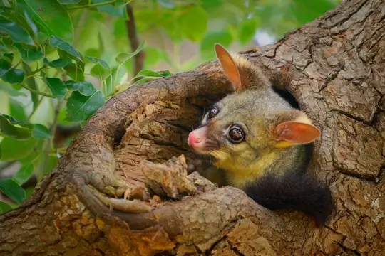 Possum Removal Service Melbourne