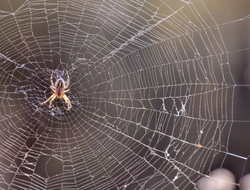 Signs Of Spider Infestation