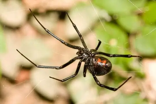 Spider Pest Control In Point Cook