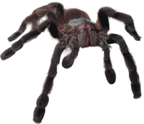 Spiders