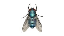 Bottle Fly