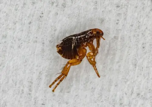 cat-flea-control-melbourne