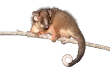 ringtail