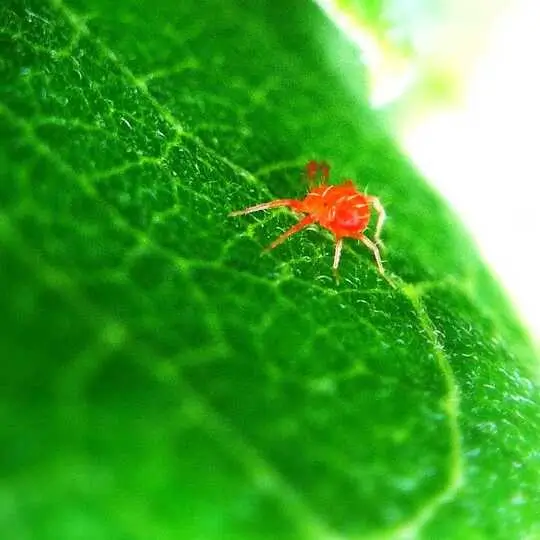 spider-mite